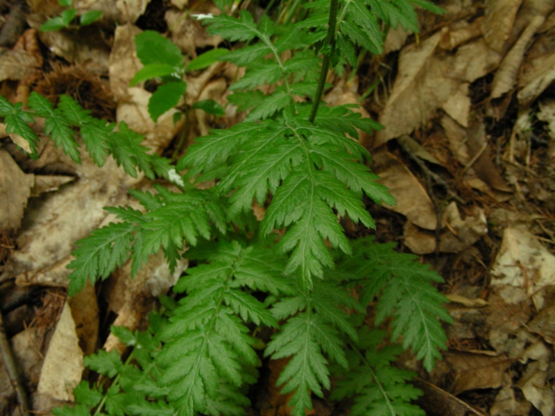 Tanacetum corymbosum / Erba-amara dei boschi